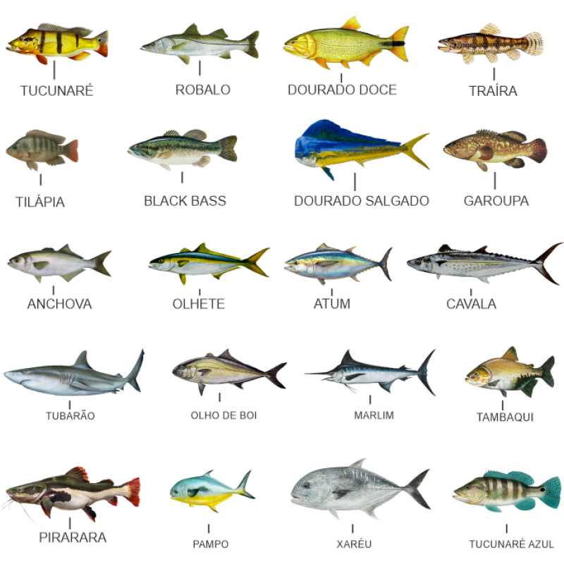ADESIVO PEIXE